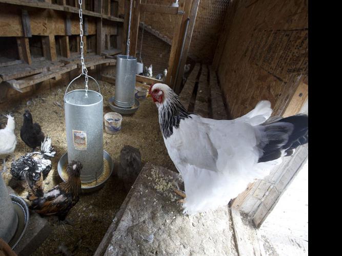 Cheyenne's backyard chicken ordinance advances News