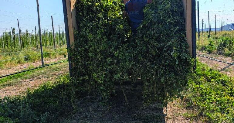 Wyoming’s first commercial hop yard brings in best harvest yet