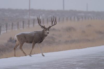 Deer enters highway - winter