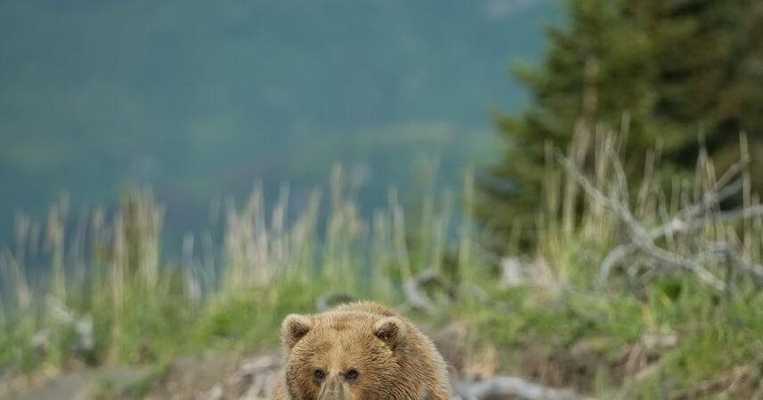 Keefover: Alaska needs to value its live bears - Vimarsana News