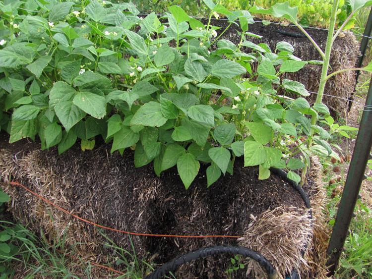 Straw bales conquer many garden problems