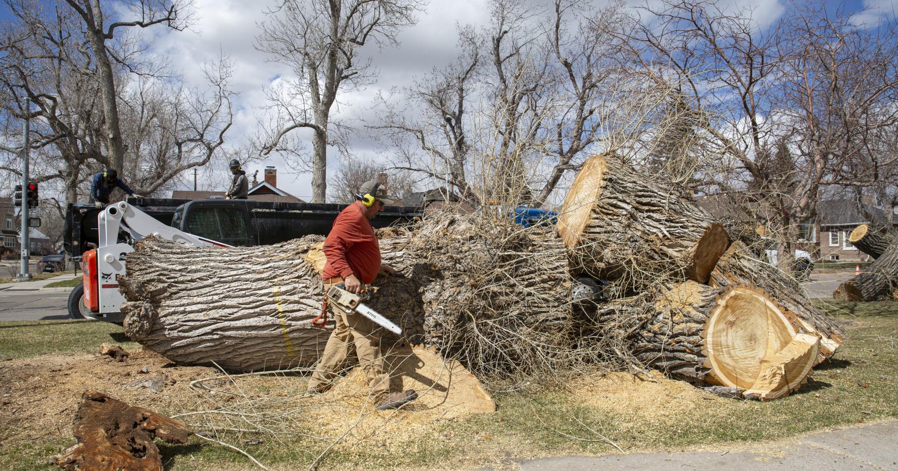 Cheyenne continues to remove cottonwood trees from parks - Vimarsana News