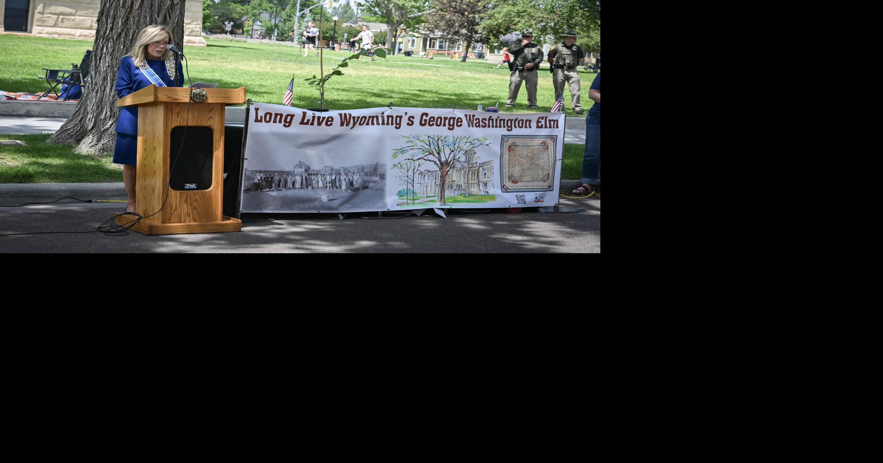 Wyoming Daughters of the American Revolution share Washington Elm Project, sapling
