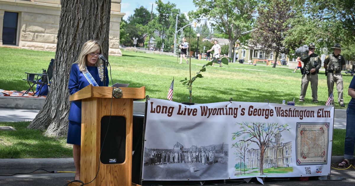 Wyoming Daughters of the American Revolution share Washington Elm Project, sapling