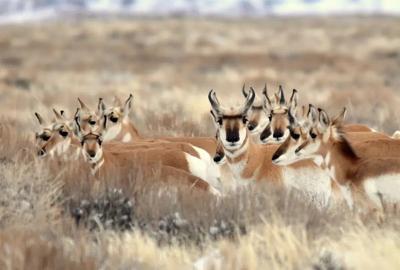 pronghorn antelope at Seedskadee National Wildlife Refuge
