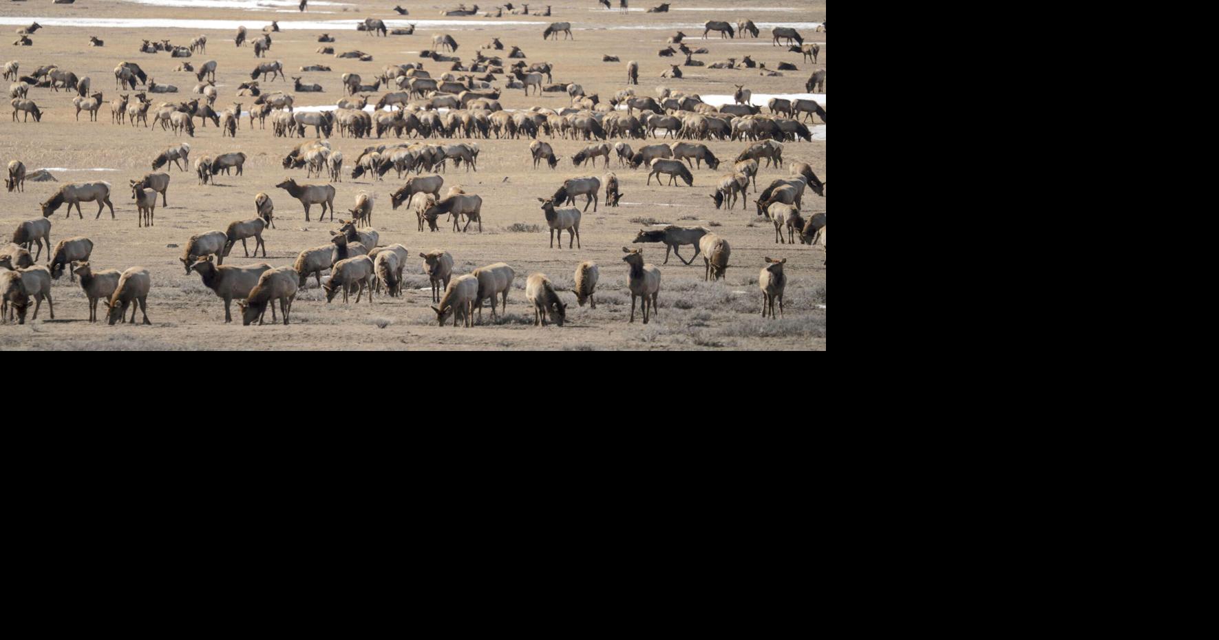 National Elk Refuge making few changes after chronic wasting disease detection