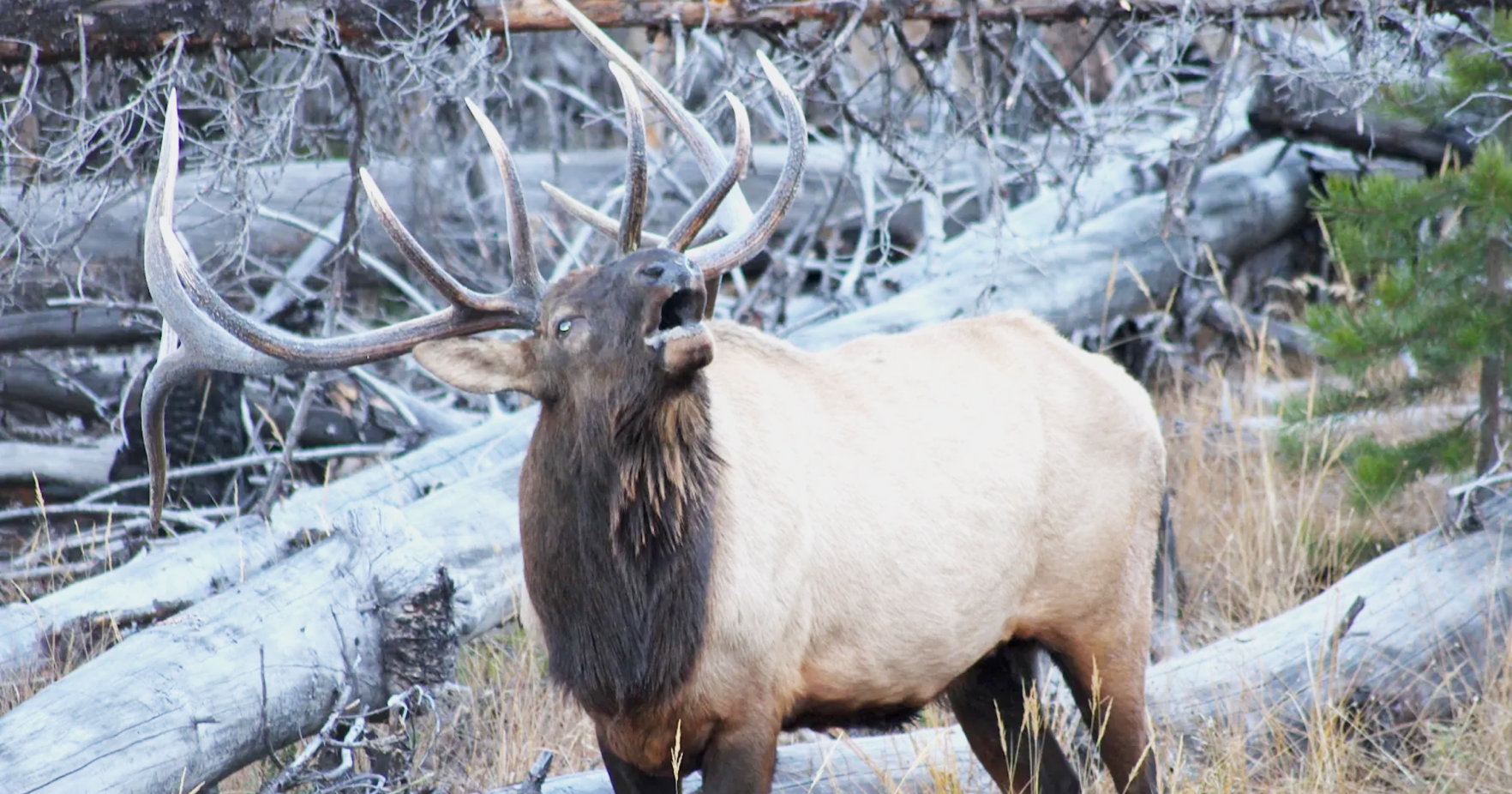 Elk wars: Inflated herds spur committee duel, radical proposals - Vimarsana News