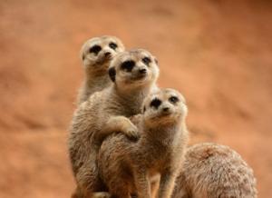 Study finds many animals prepare for war much like humans