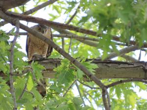 Bird Banter: Cheyenne summer bird banter: grosbeaks, turkeys, kites and Cooper’s hawks