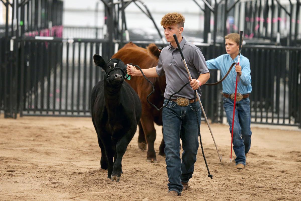 20200731-feat-faircows-mc-1.JPG
