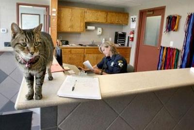 Too many animals are being killed at shelter | News Too many animals are being killed at shelter | News