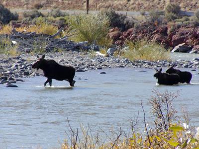 Moose in river