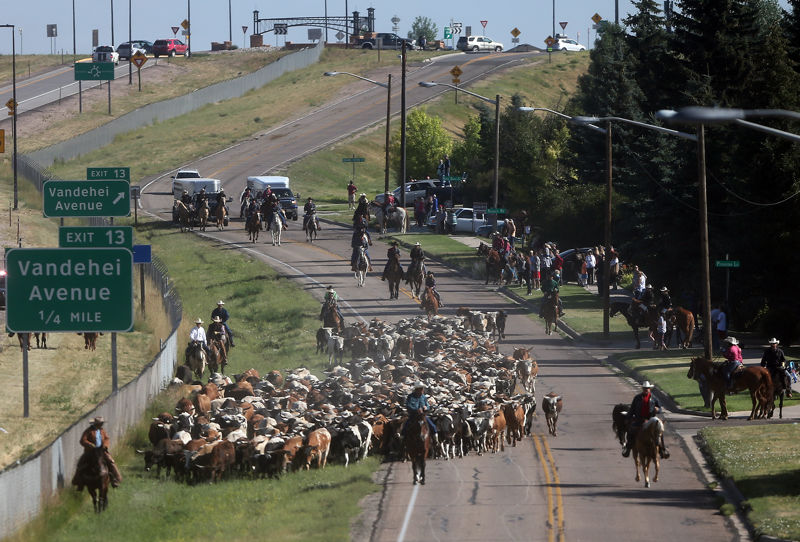 Annual CFD cattle drive Gallery
