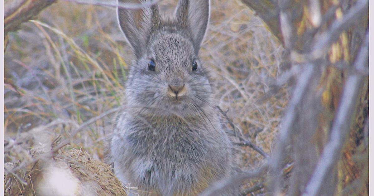 Pygmy Rabbit Enemies Groups seek endangered status for pygmy rabbits | Local News ...