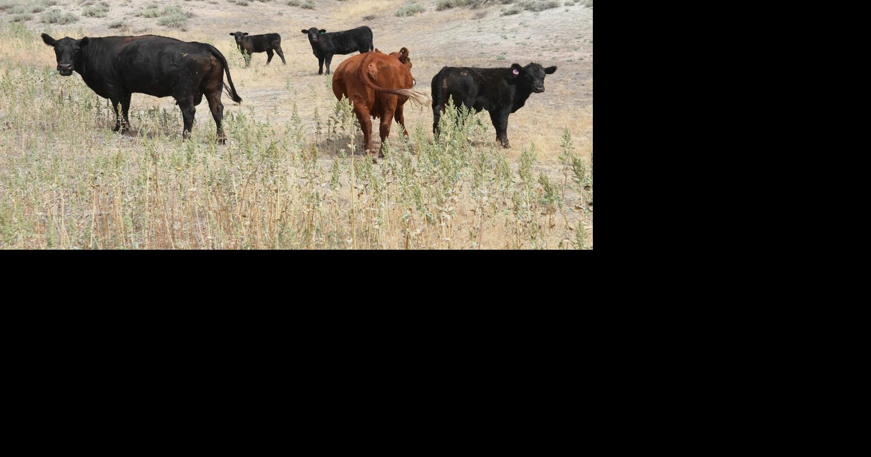 Western stockgrowers cheer loosened grazing regs on public land as feds slash rangeland staff