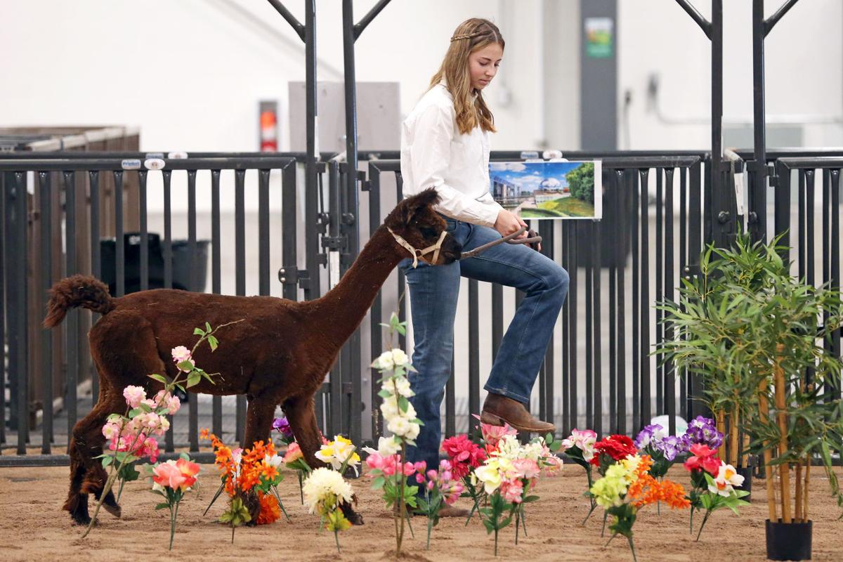 20200730-feat-fairalpacas-mc-7.JPG