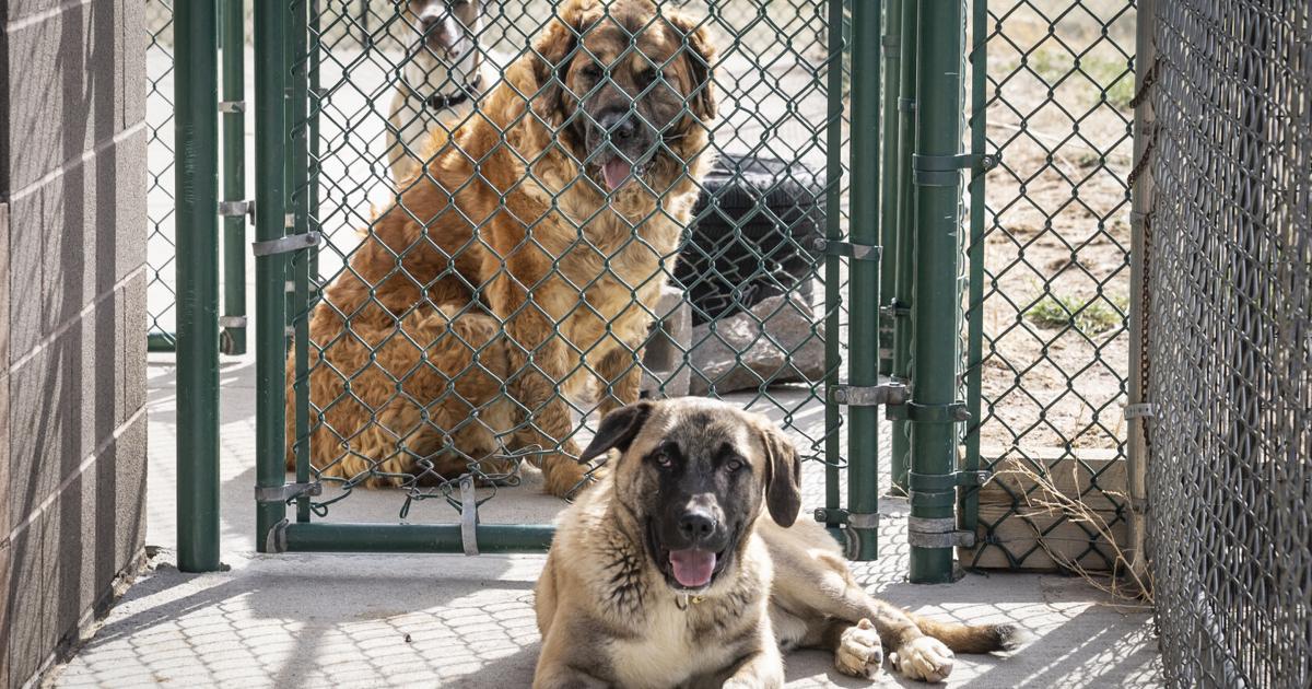 Animal shelter making progress with dogs from hoarding situation | Local News Animal shelter making progress with dogs from hoarding situation | Local News