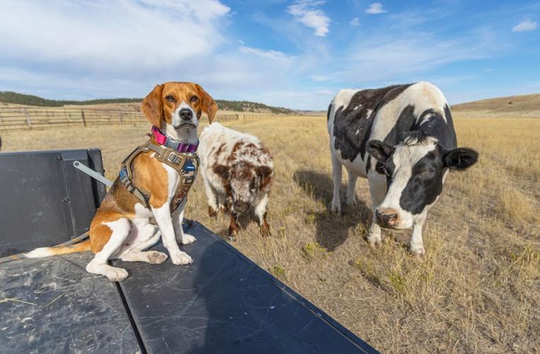 Wyoming’s Kindness Ranch continues to foster breeding facility beagles ...