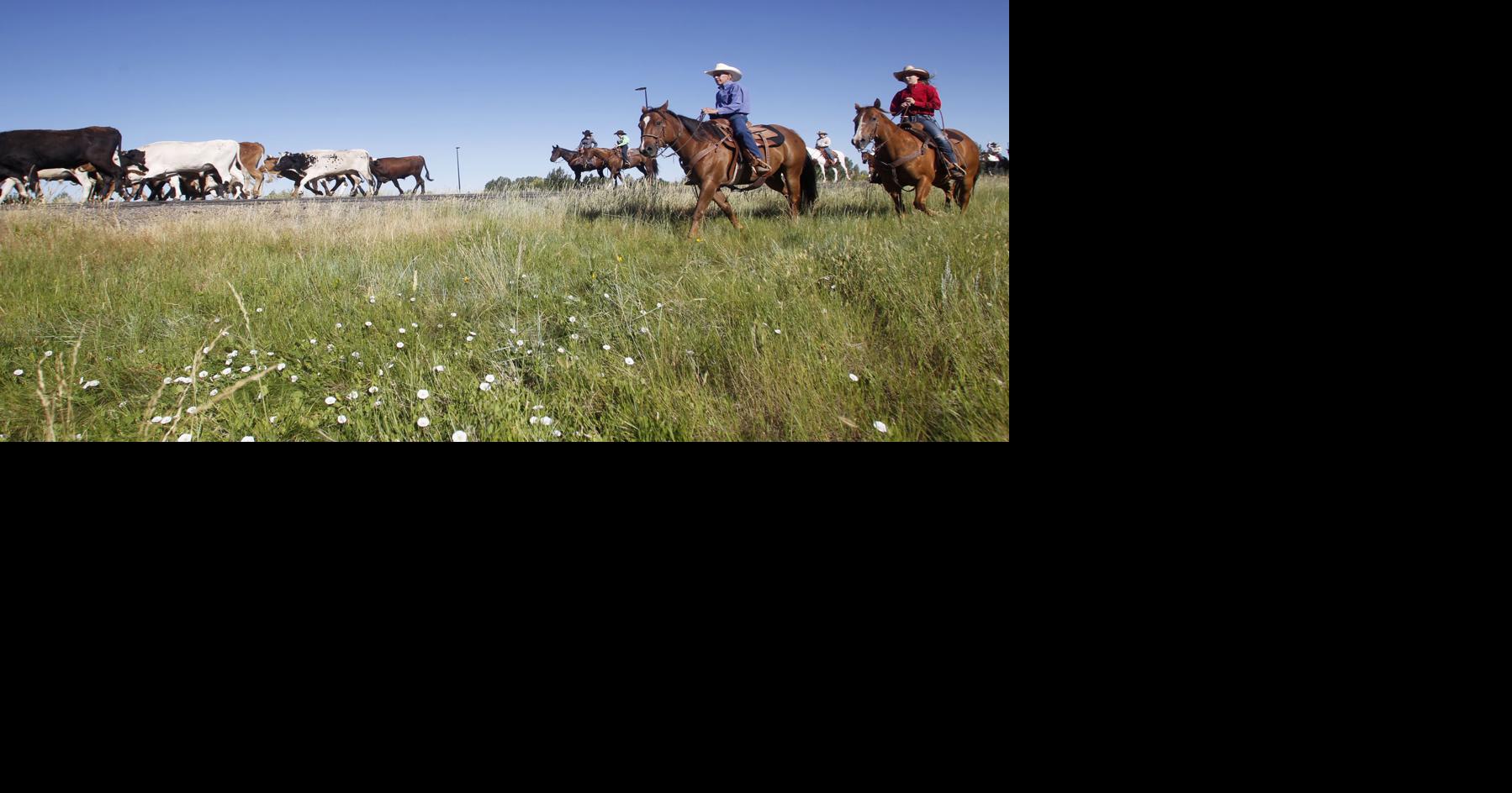 Cattle drive provides special view of Cheyenne Frontier Days Local