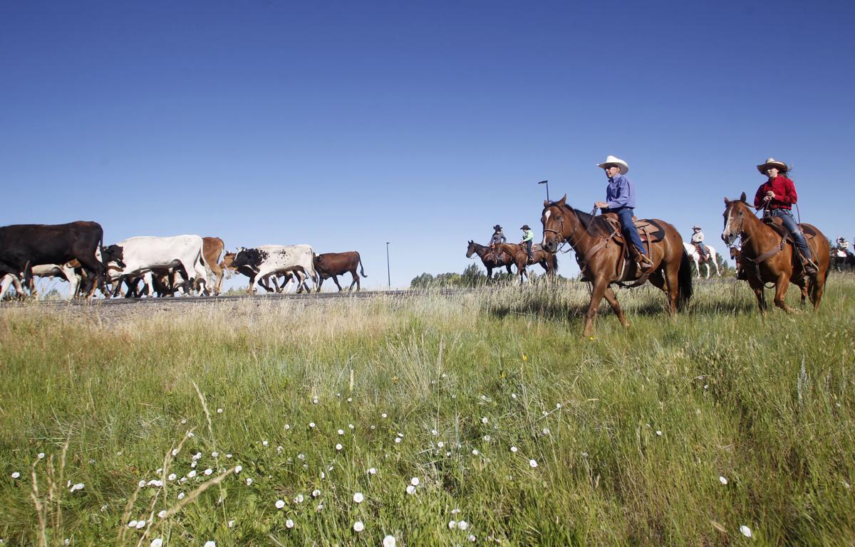Cattle drive provides special view of Cheyenne Frontier Days Local