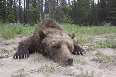 The life and times of Grizzly Bear 179