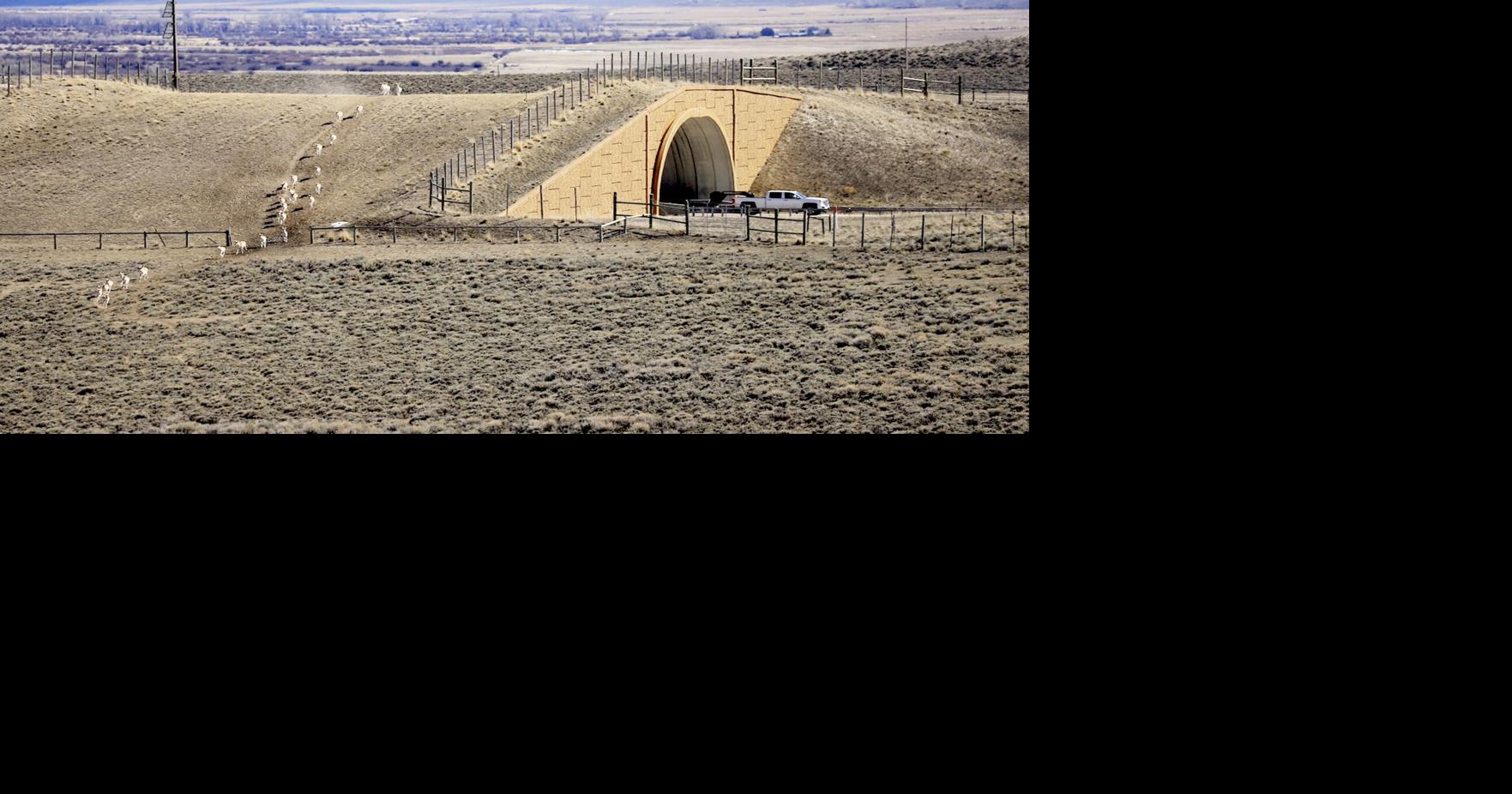 Gov. Gordon trims 'Path of the Pronghorn' | News | wyomingnews.com