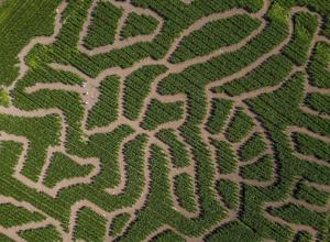 Farm builds massive mazes in form of bees and flowers