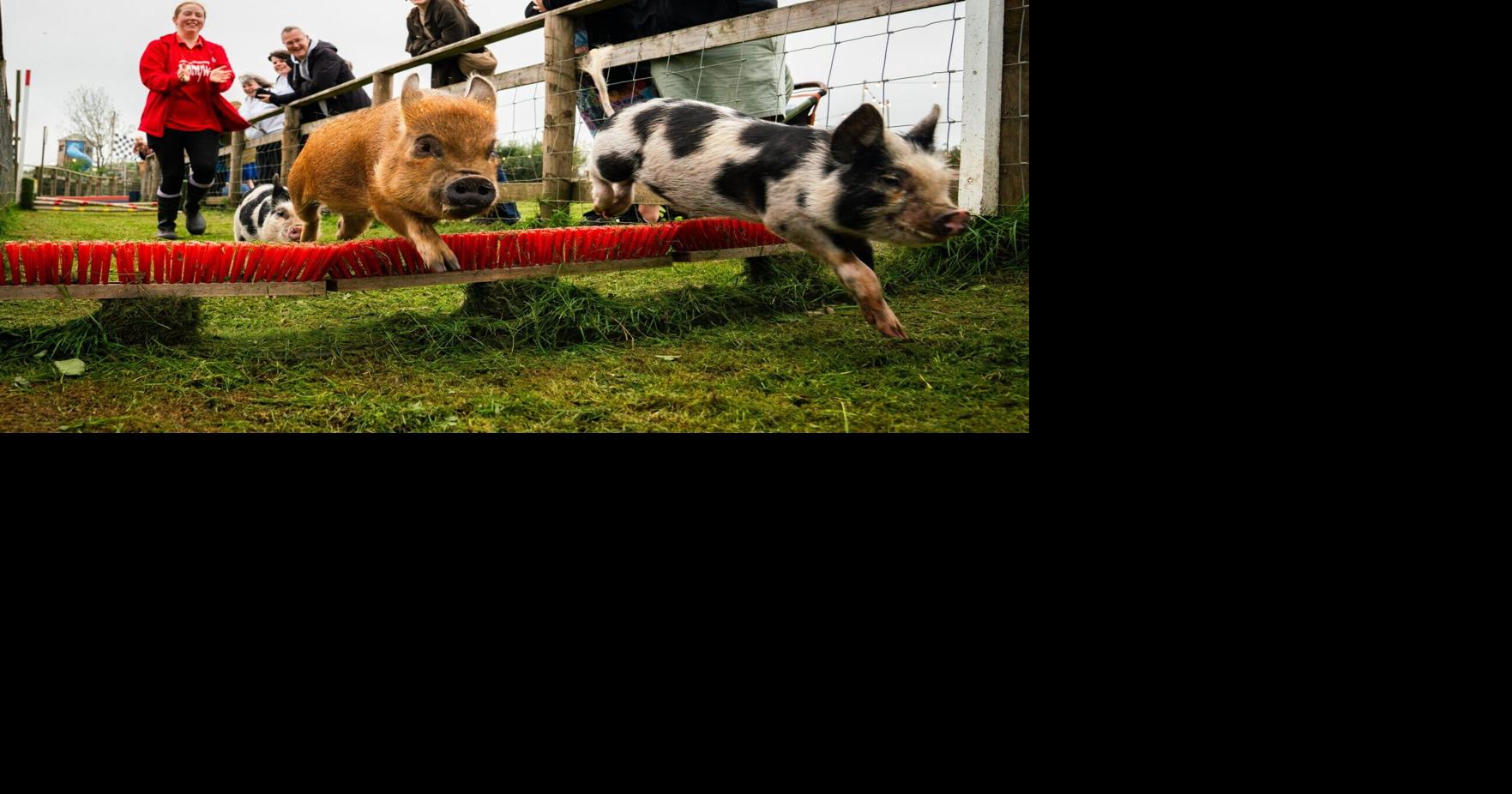 Miniature pigs battle it out on obstacle courses | National ...