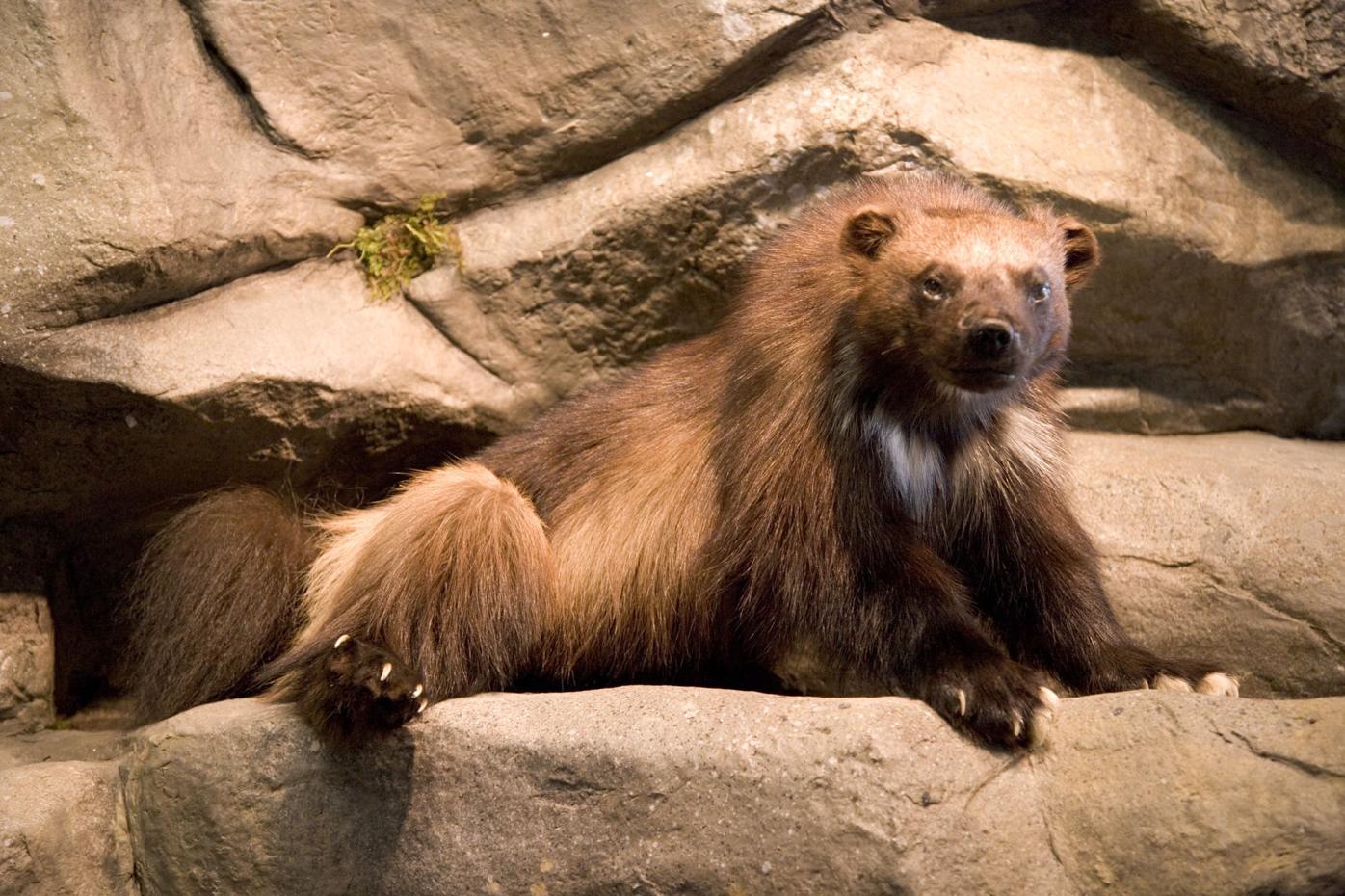 Wyoming to join wolverine study | From The Wire | wyomingnews.com