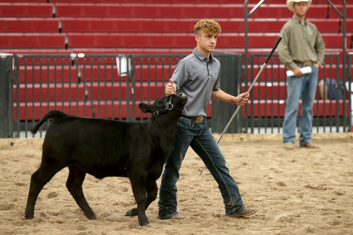 20200731-feat-faircows-mc-13.JPG