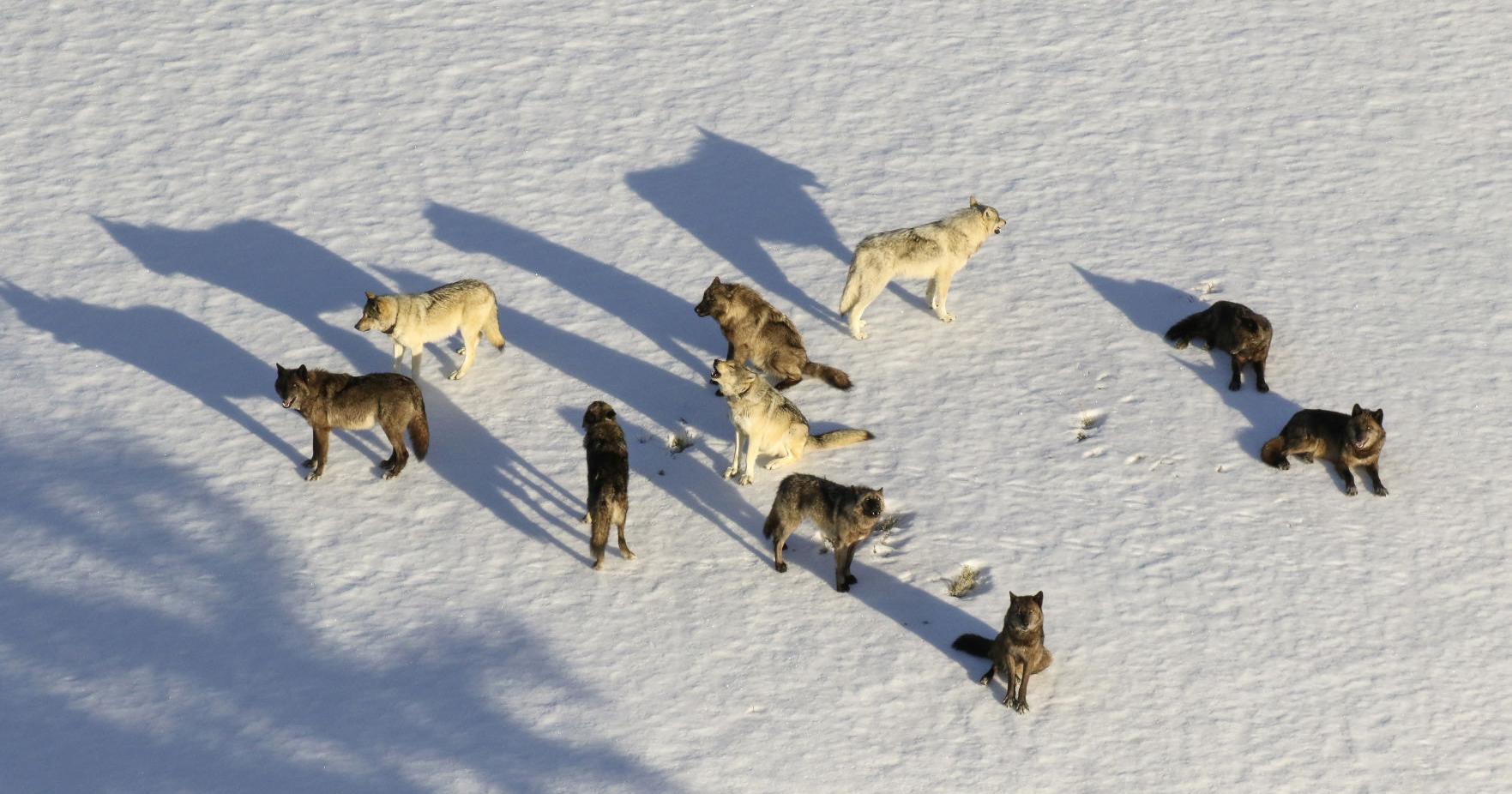 Fate of Wyoming wolf policy reform in Legislature's hands - Vimarsana News