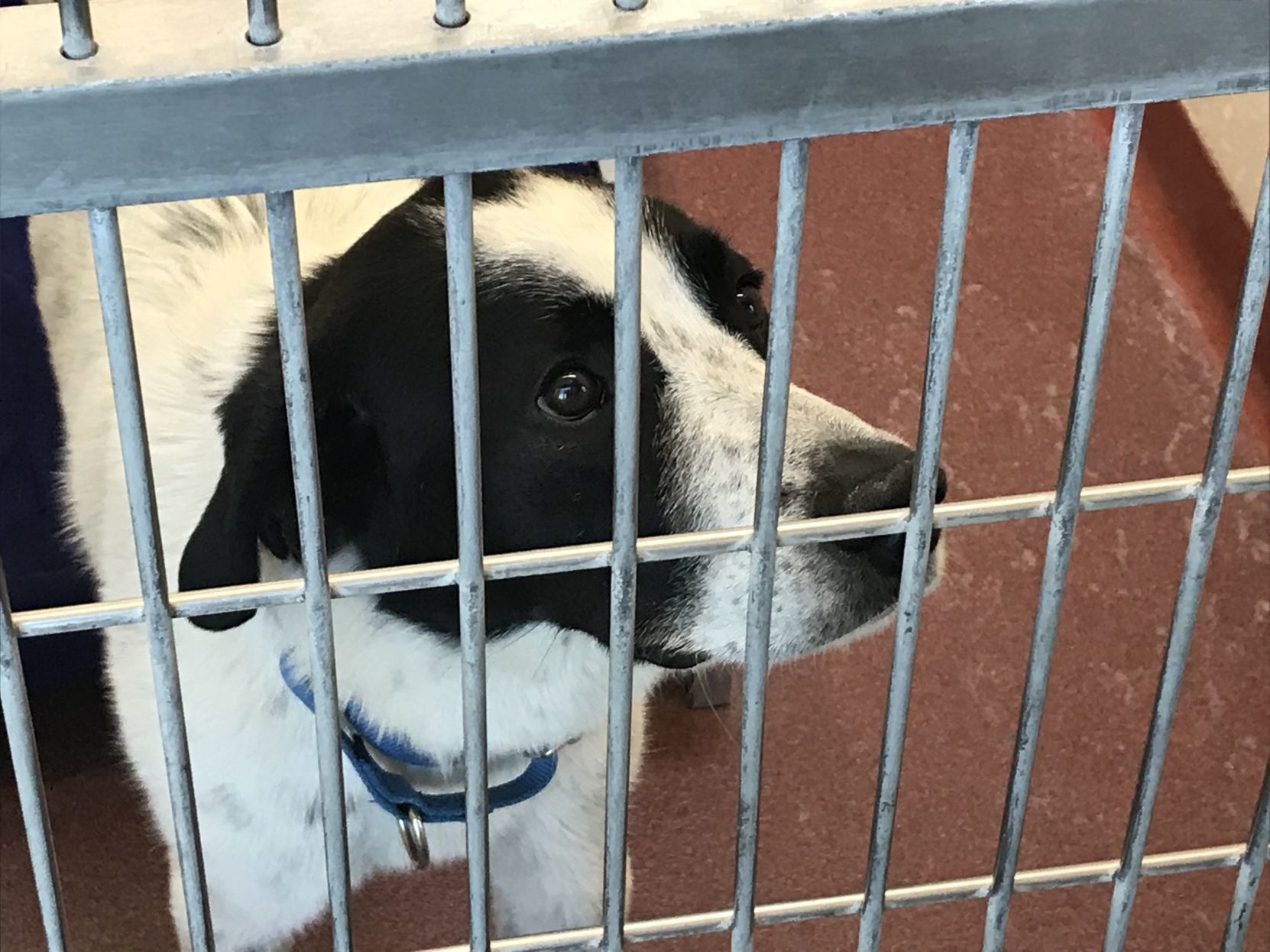 Cheyenne Animal Shelter looking for budget help from council Local News wyomingnews