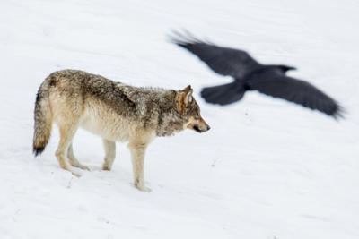 Yellowstone gray wolf