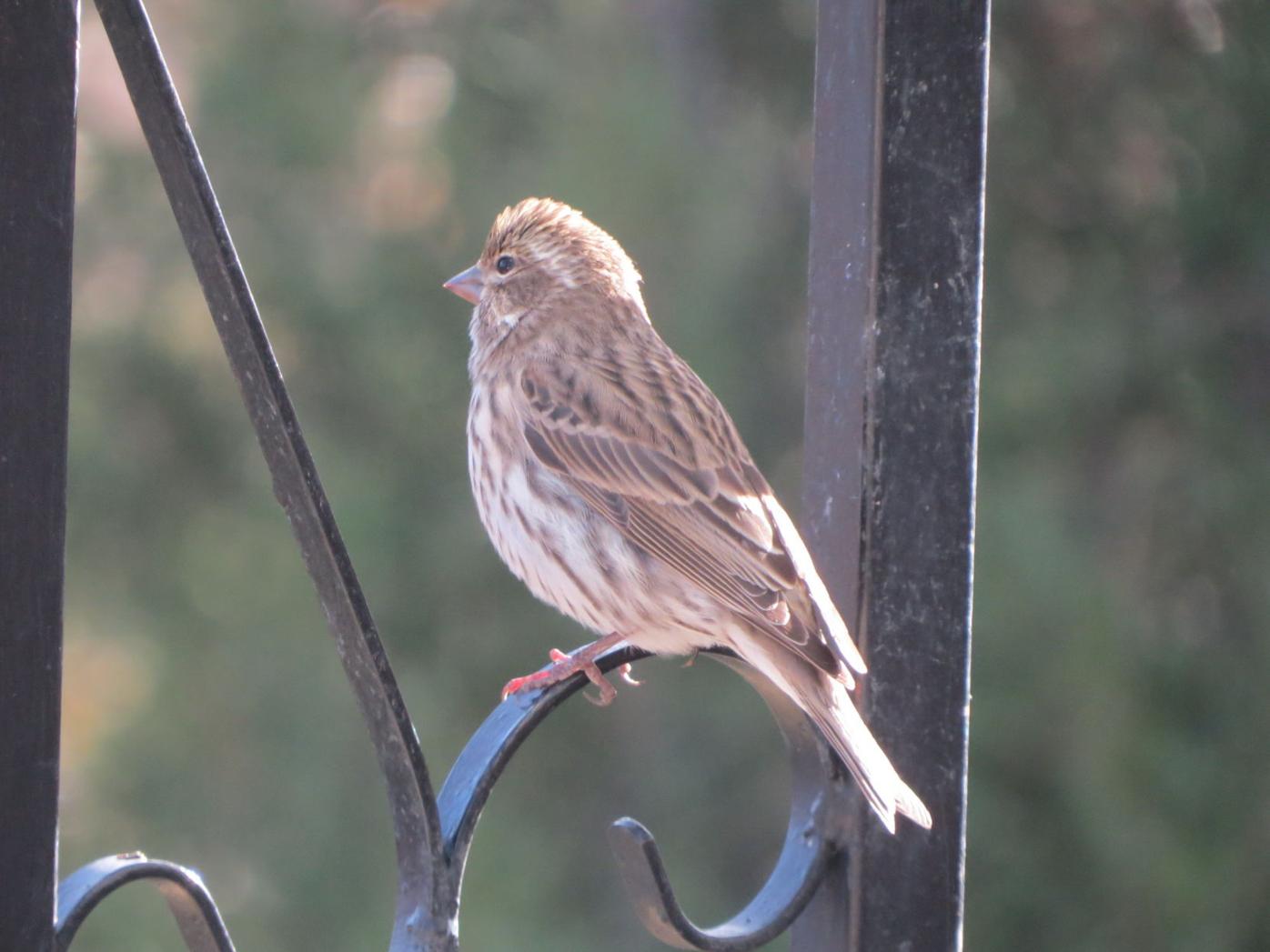 First Cassin S Finch Visits Gorges Backyard Outdoors Wyomingnews Com