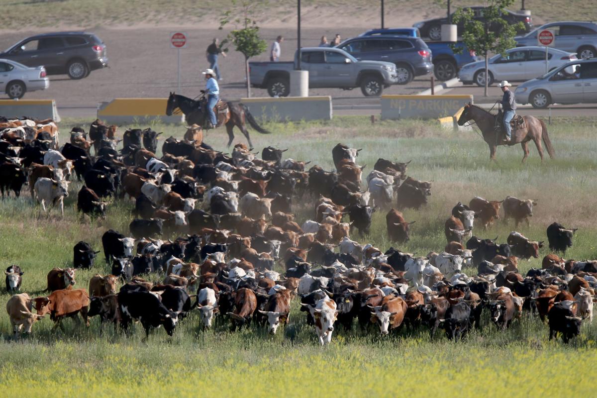 CFD Cattle Drive 2019 Gallery