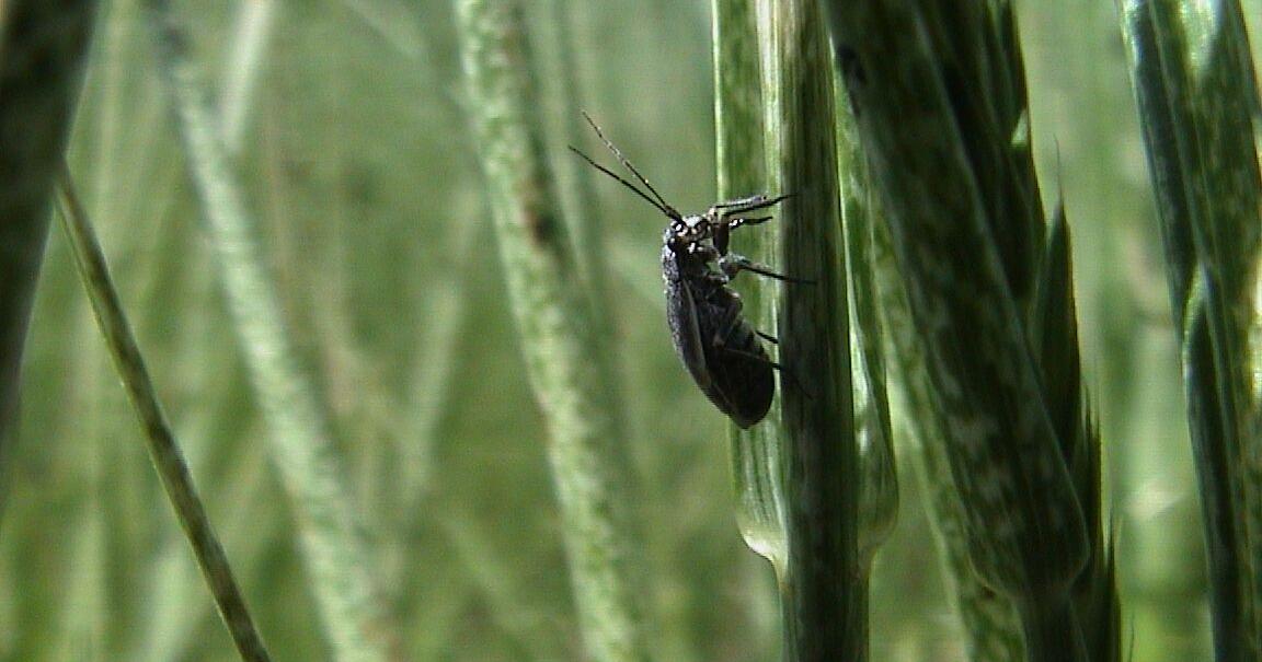 University of Wyoming Extension releases publication on black grass bugs - Vimarsana News