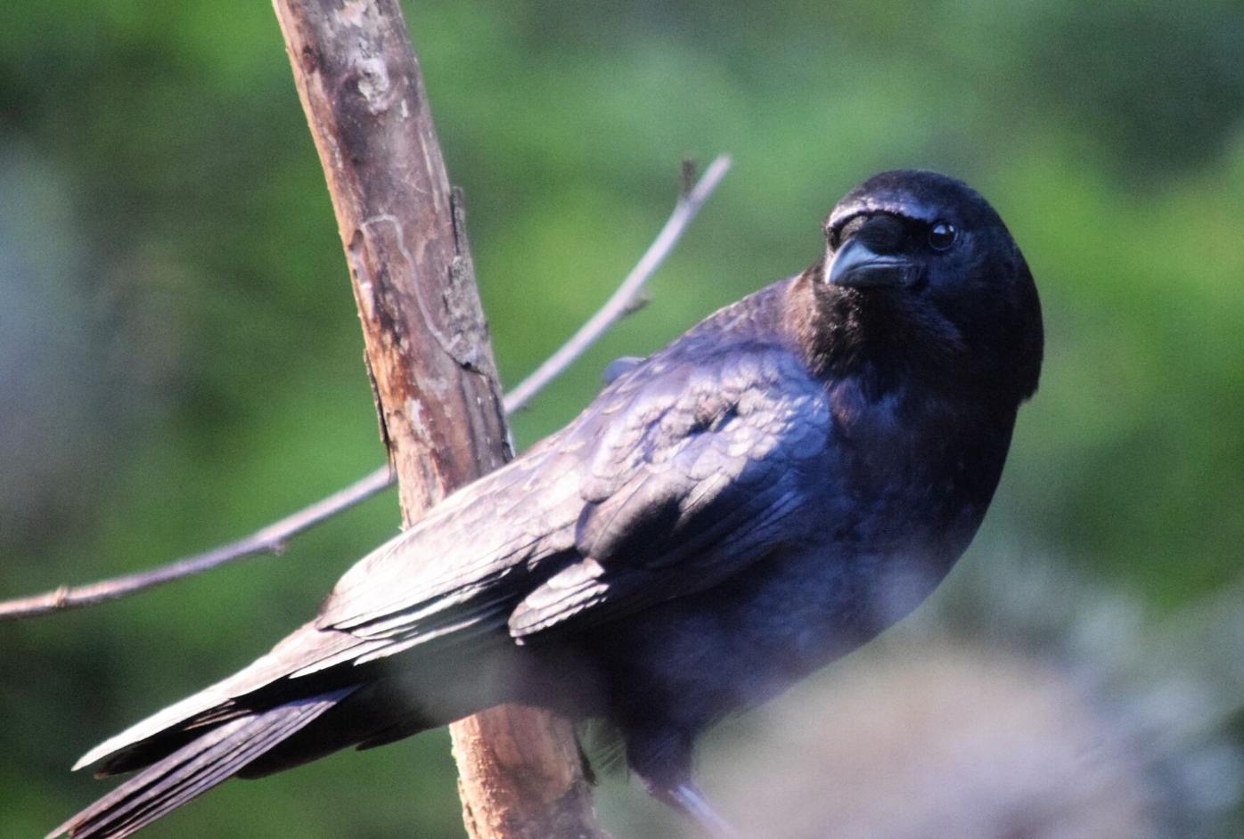 Crow loses life but aids researchers for years to come | Outdoors |  wyomingnews.com