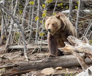 Feds sow confusion with rule to 'increase management flexibility' for grizzly bears