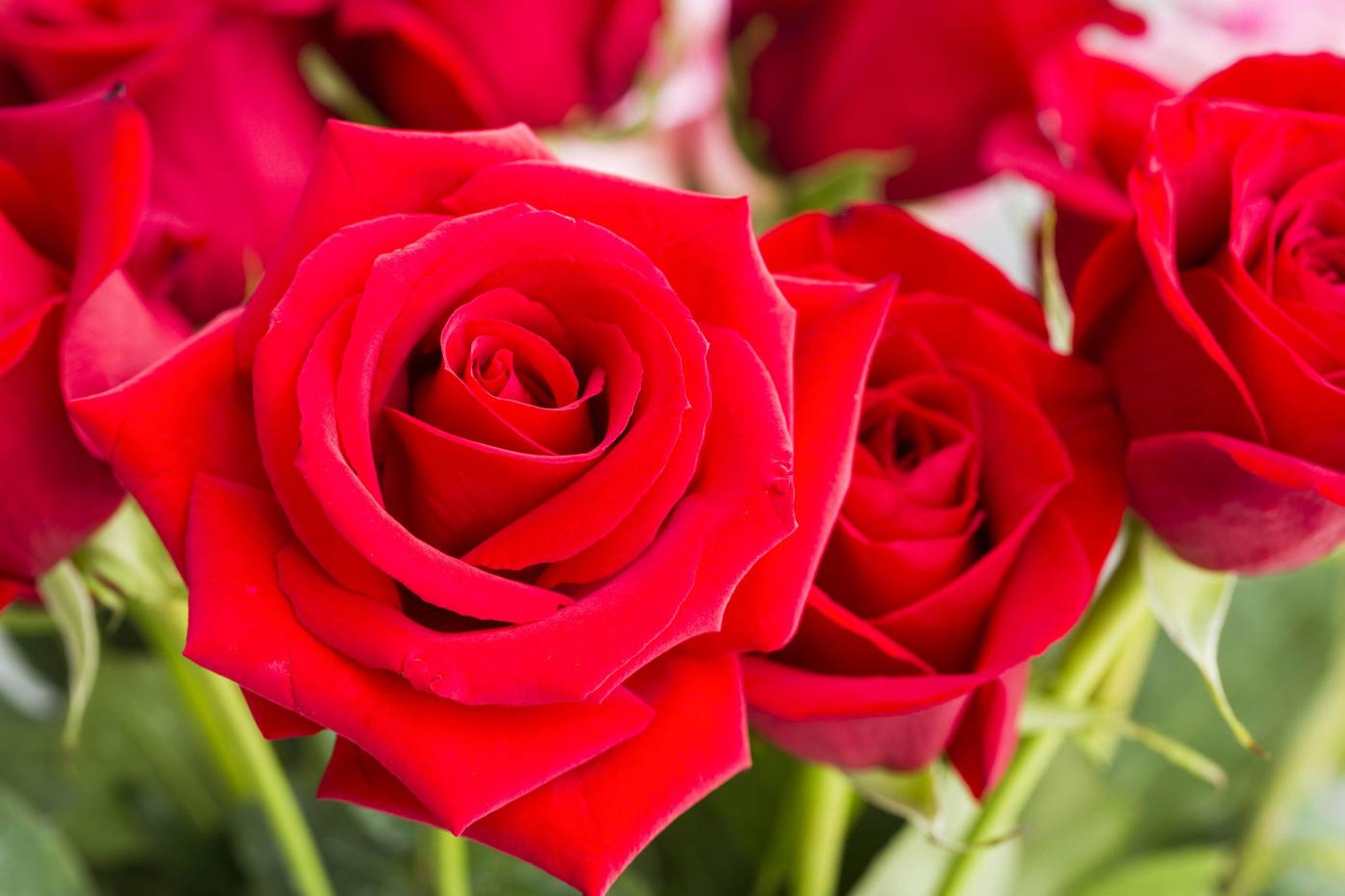 Symbolic Meaning of Roses: A Complete Guide – Persa Flores