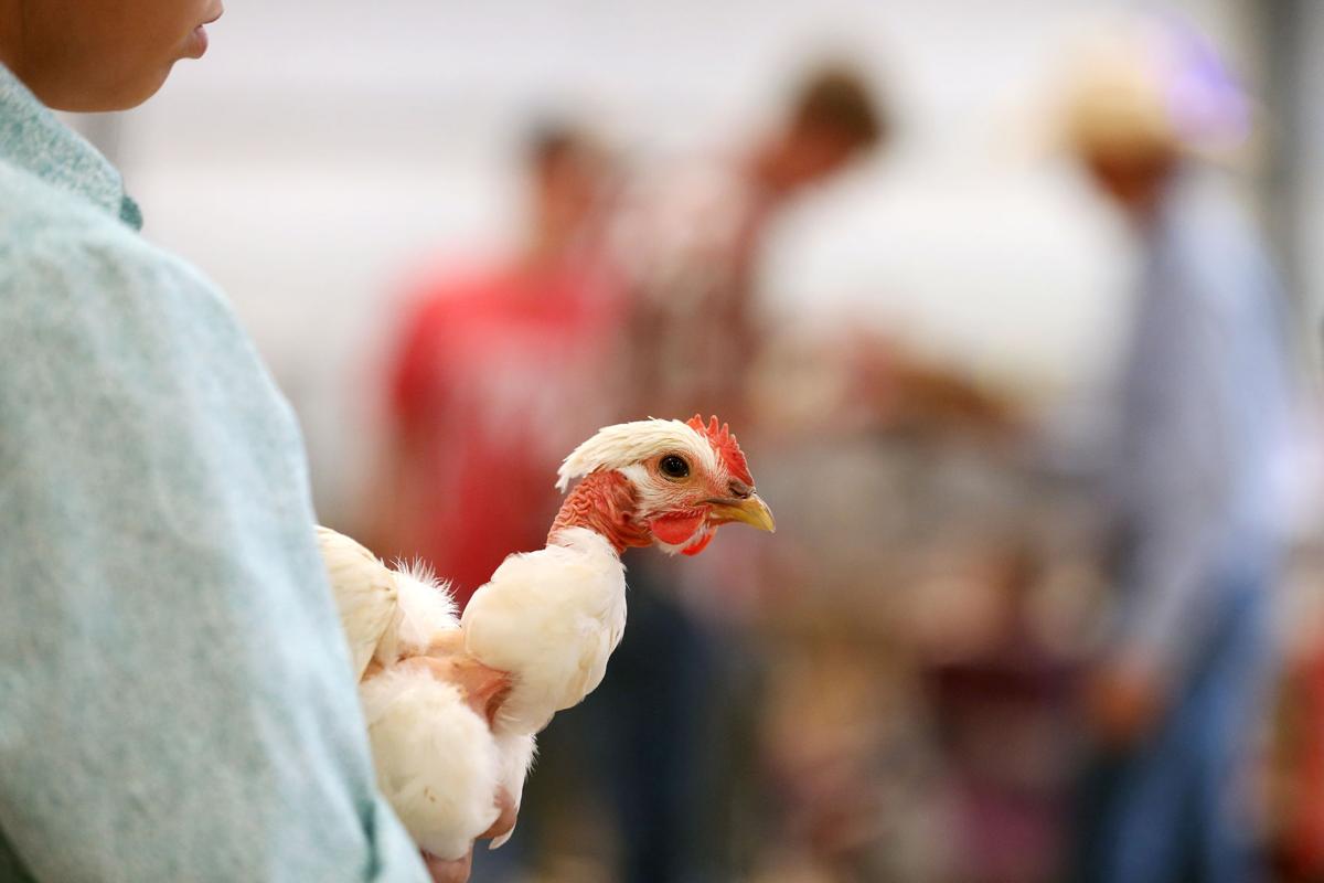 20200729-news-fairchickens-mc-5.JPG