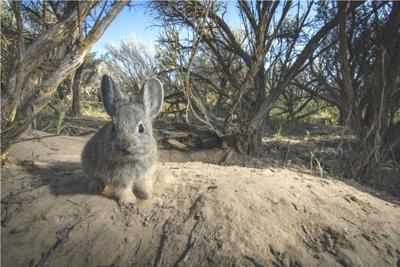 California Pygmy Rabbit Endangered Species Act protections for pygmy rabbits? Groups sue Trump ...