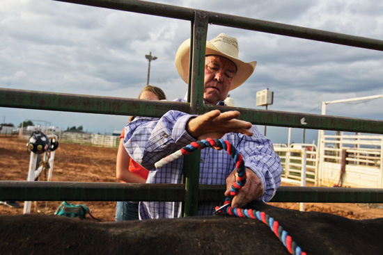 Dwarf Rodeo Bull Riding Bull breeders provide junior rodeo with giant experience on kid-sized ...