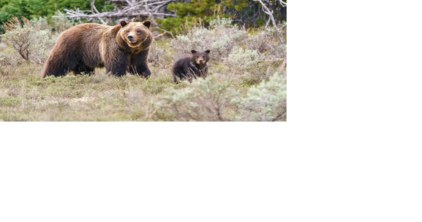Grizzly 399 Oldest known grizzly mother in the Greater Yellowstone