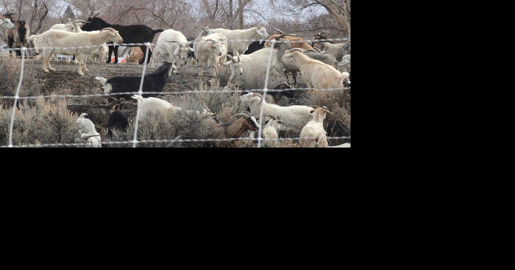 Mitigating flood, fire risk: City defends $92,000 goat contract