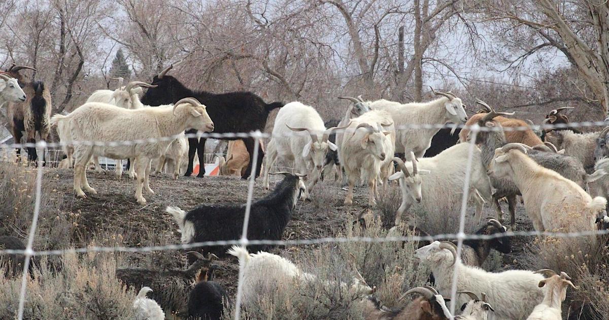 Mitigating flood, fire risk: City defends $92,000 goat contract