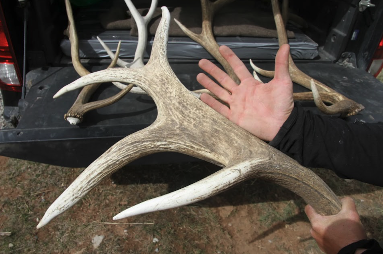 Minnesota boy, 13, drops massive 1,000-pound bull elk