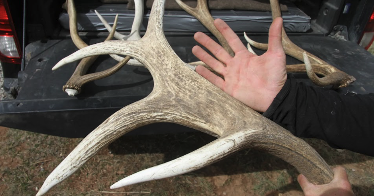 Steep penalties prove ineffective at deterring elk antler heists in Jackson Hole - Vimarsana News