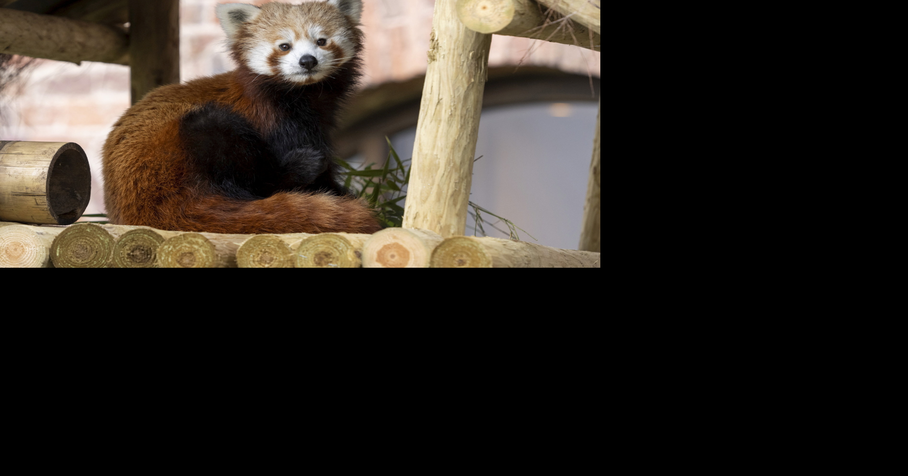 Tiny endangered red panda cub born at safari park | National ...