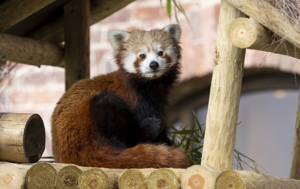 Tiny endangered red panda cub born at safari park
