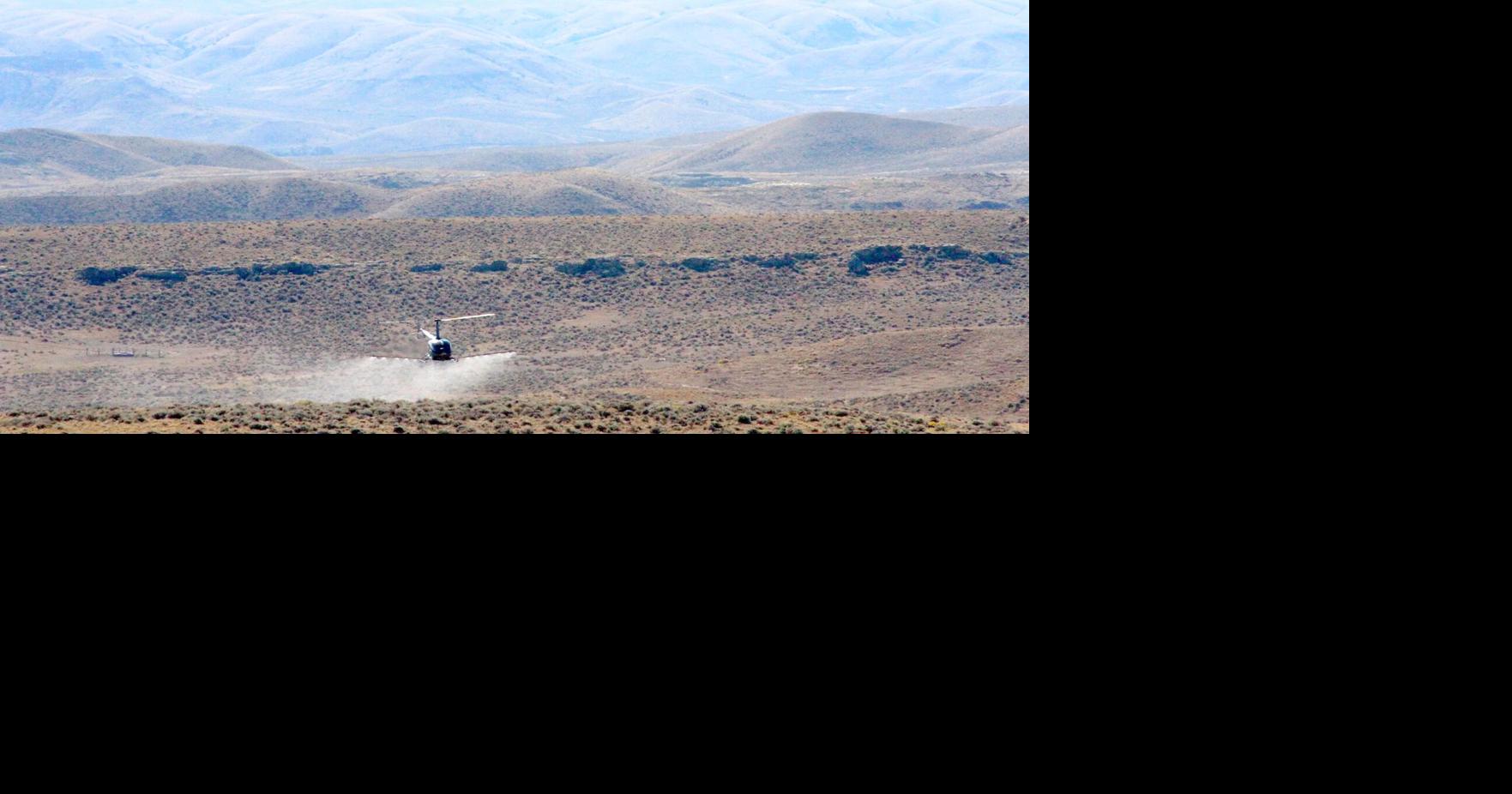 Destructive ventenata — arguably worse than cheatgrass — sweeps west across Wyoming